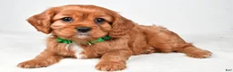 Cavalier King Charles Spaniel dogs for sale: Kara - Ad 7