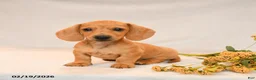 Miniature Dachshund dogs for sale: Oliver - Ad 2