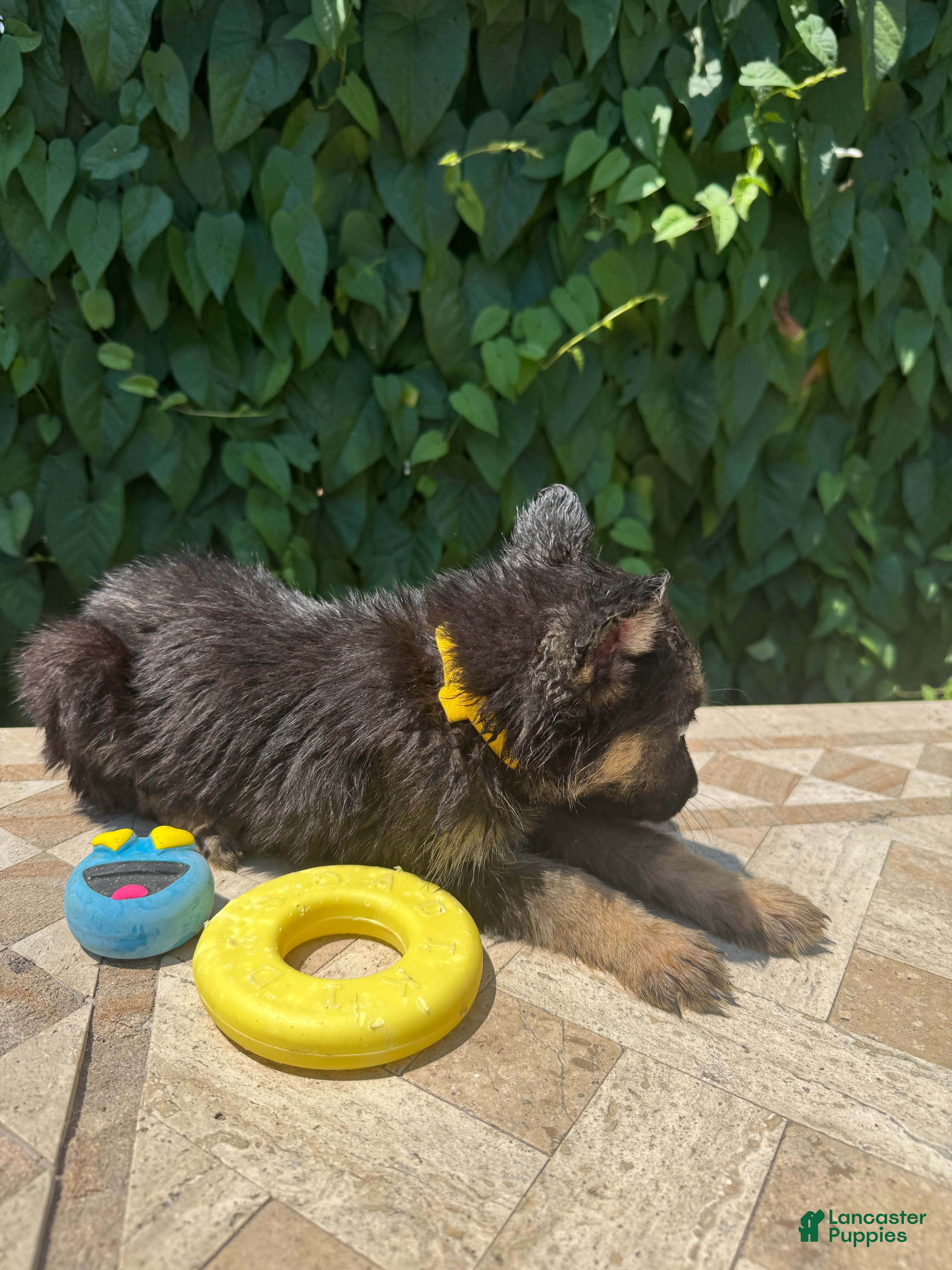 German Shepherd dogs Banana - Ad 2
