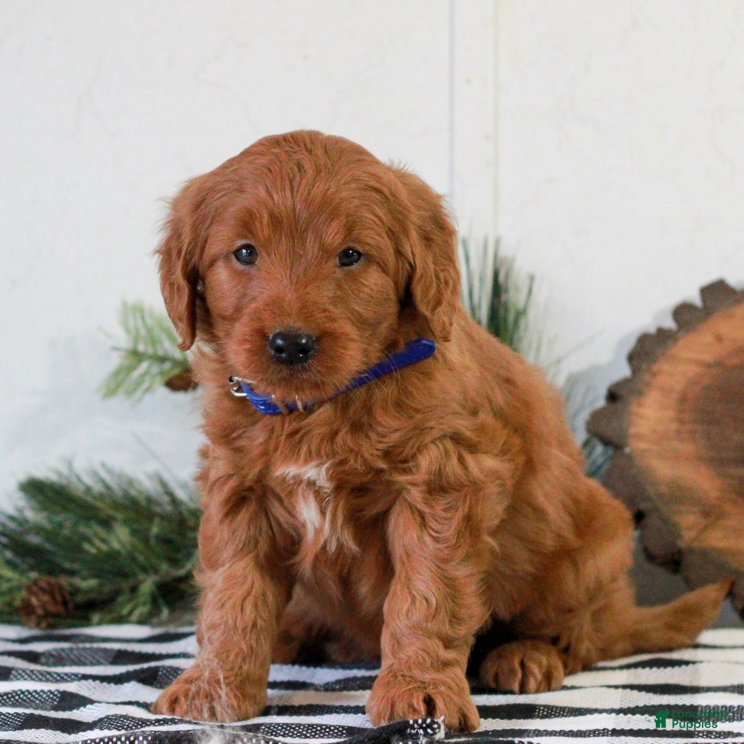 Goldendoodle dogs for sale: Finn - Ad 1