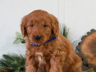 Goldendoodle dogs Finn - Ad 39