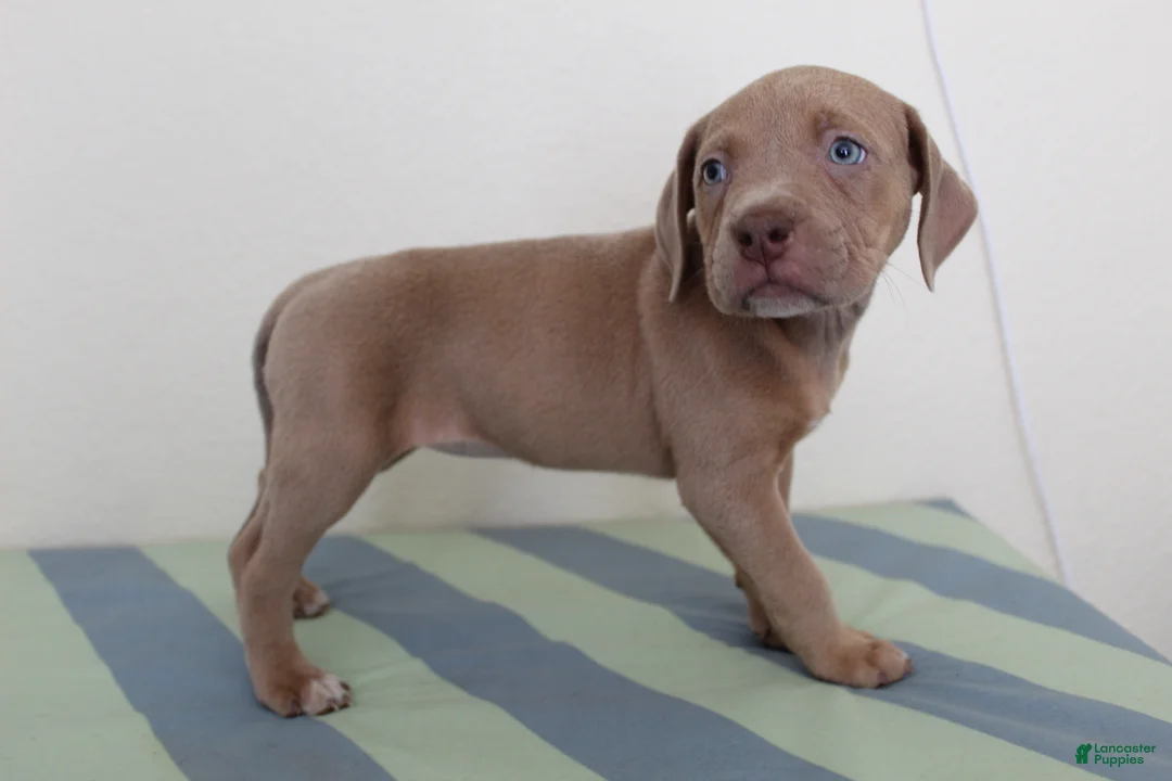 American Bully dogs for sale: American Bully 5 - Ad 2