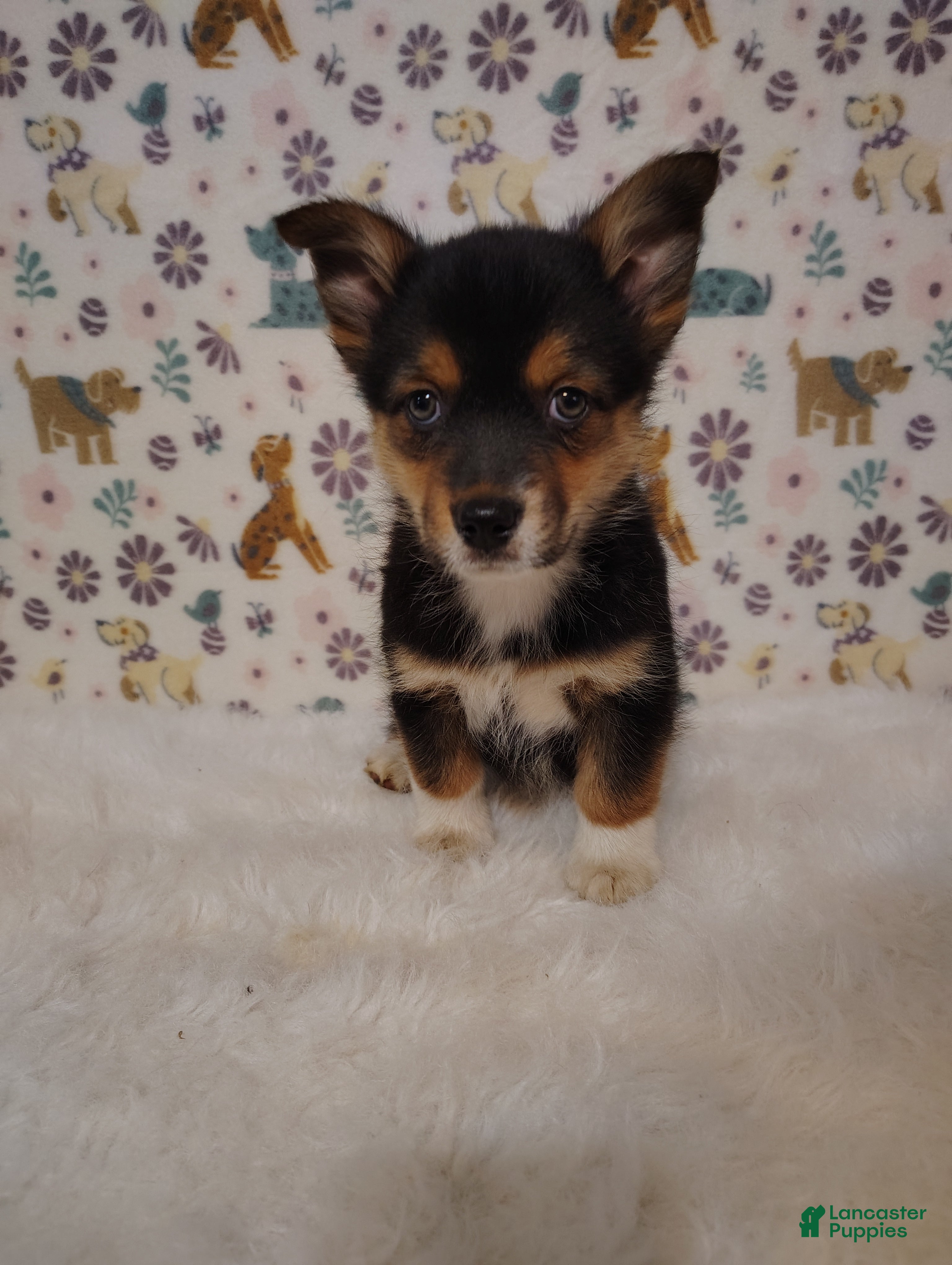 Mixed Breed dogs Dolly - Ad 2