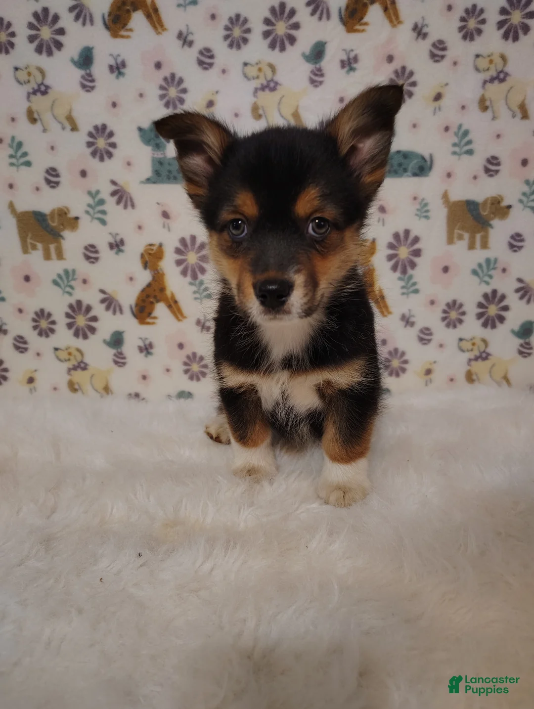 Mixed Breed dogs for sale: Dolly - Ad 2