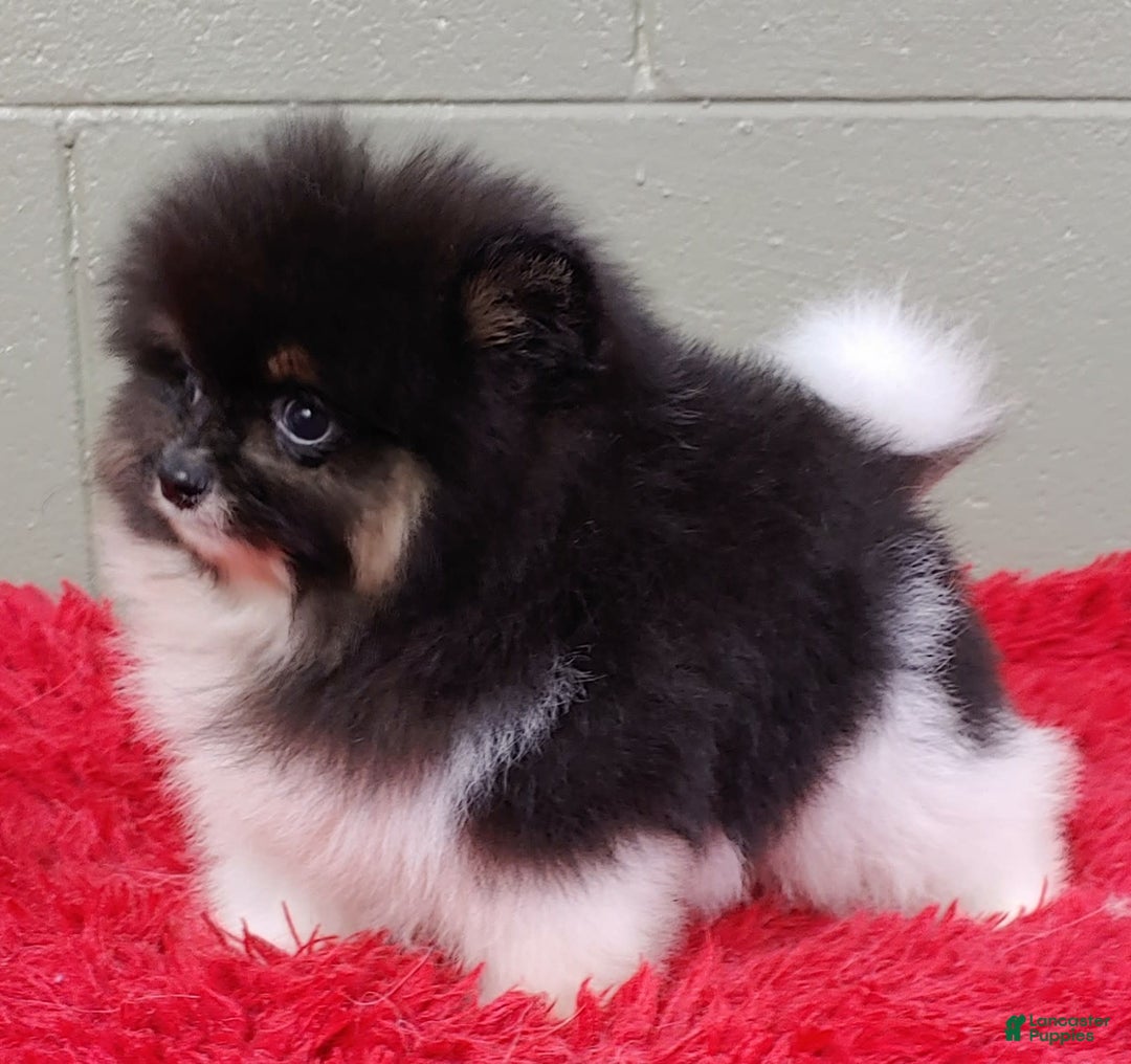 Pomeranian dogs for sale: Flynn - Ad 3