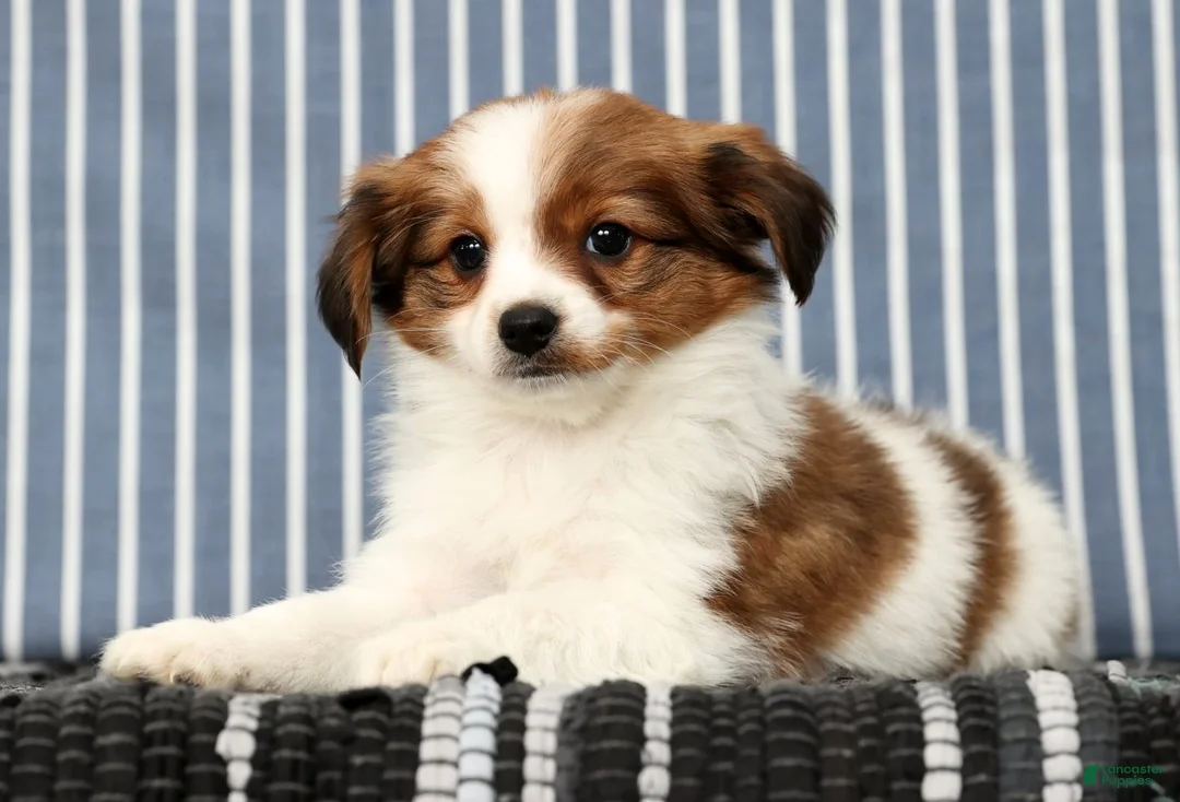 Papillon dogs for sale: Matson - Ad 4