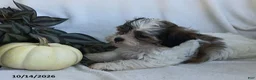 Teddy Bear dogs for sale: Kenny - Ad 4