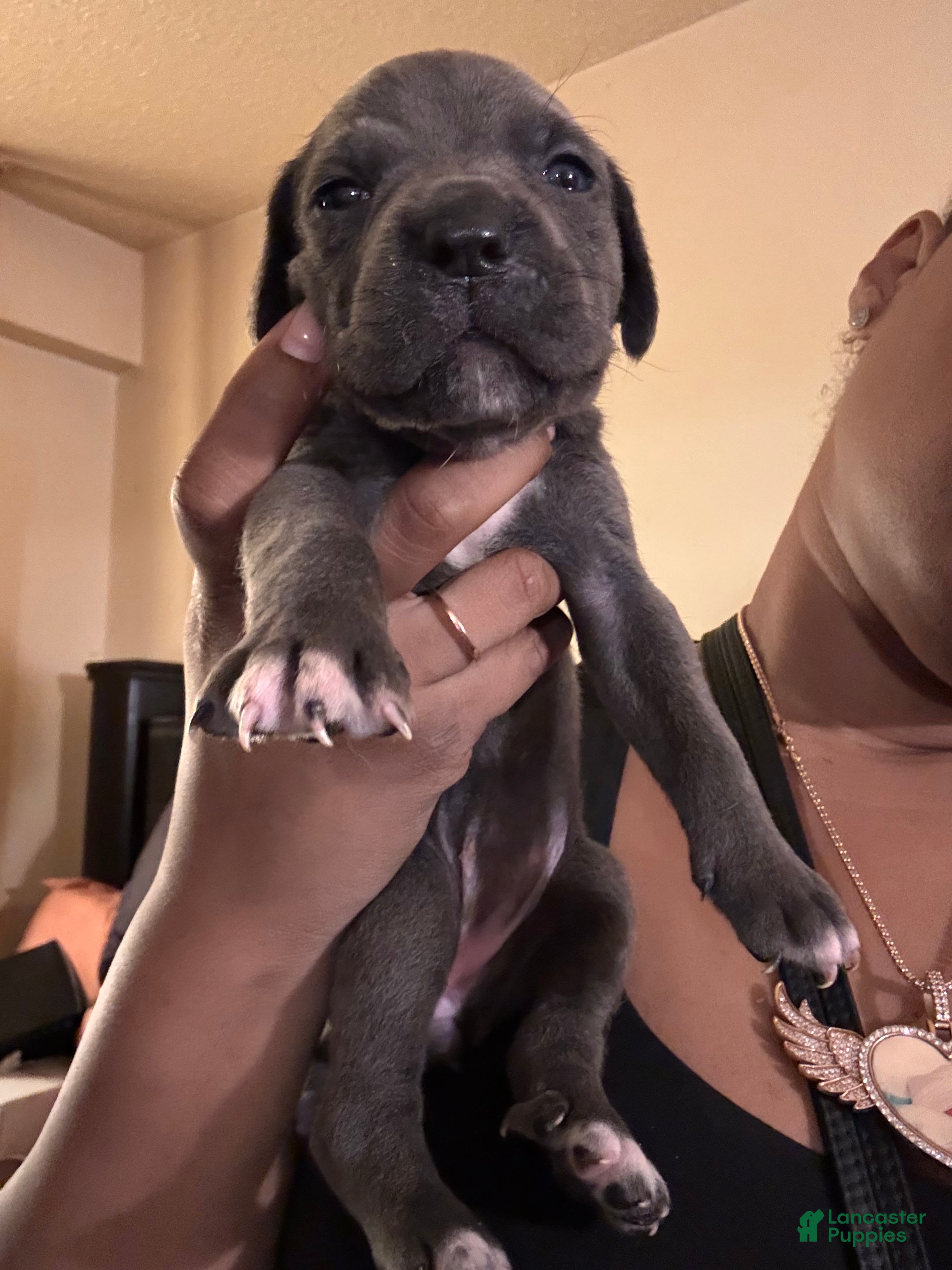 Cane Corso dogs Cane Corso 5 - Ad 14