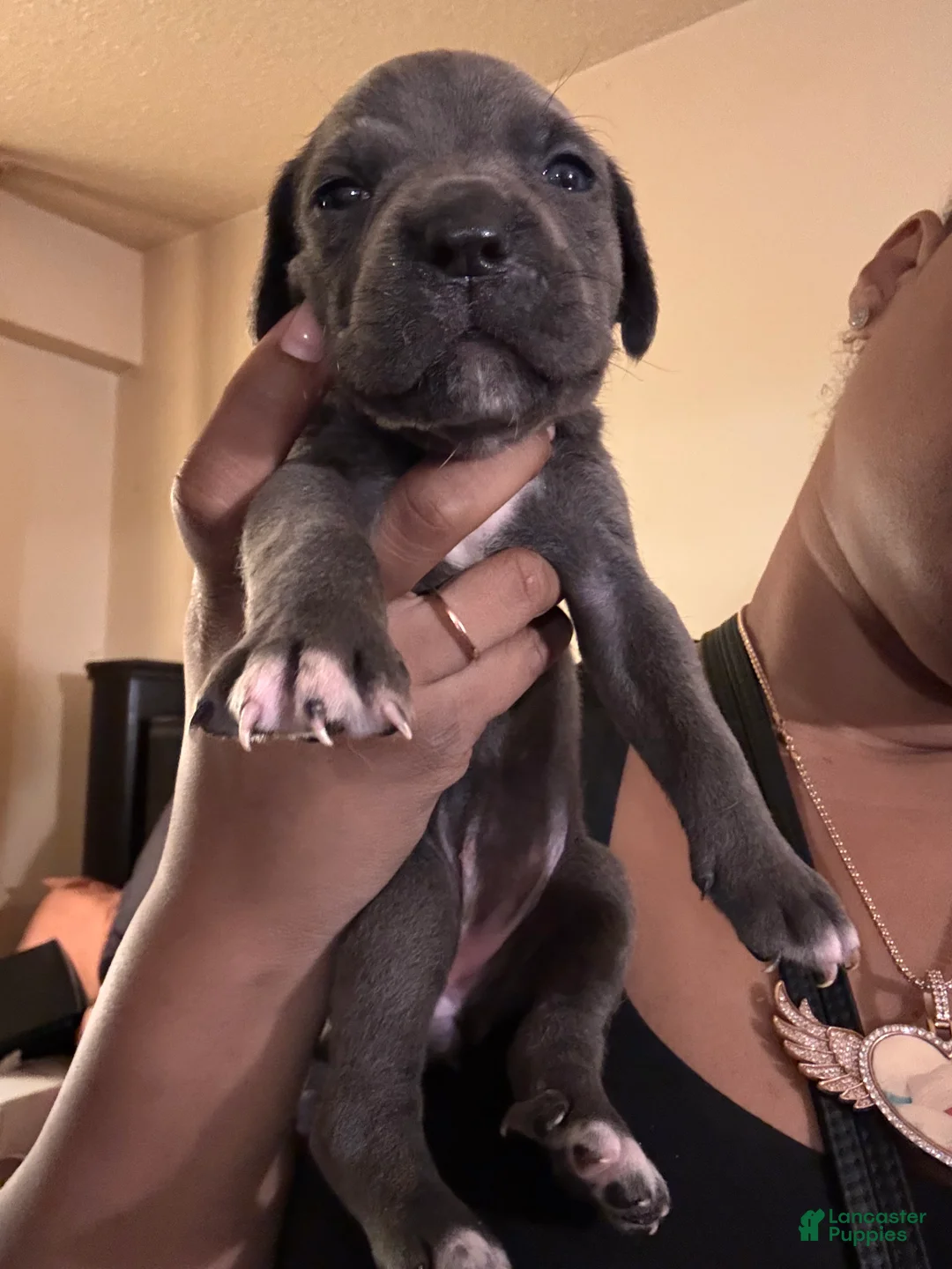 Cane Corso dogs for sale: Cane Corso 5 - Ad 1
