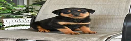 Rottweiler dogs for sale: Mia  - Ad 3