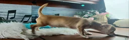 Chihuahua dogs for sale: Nationwide delivery. Popcorn boy green - Ad 4