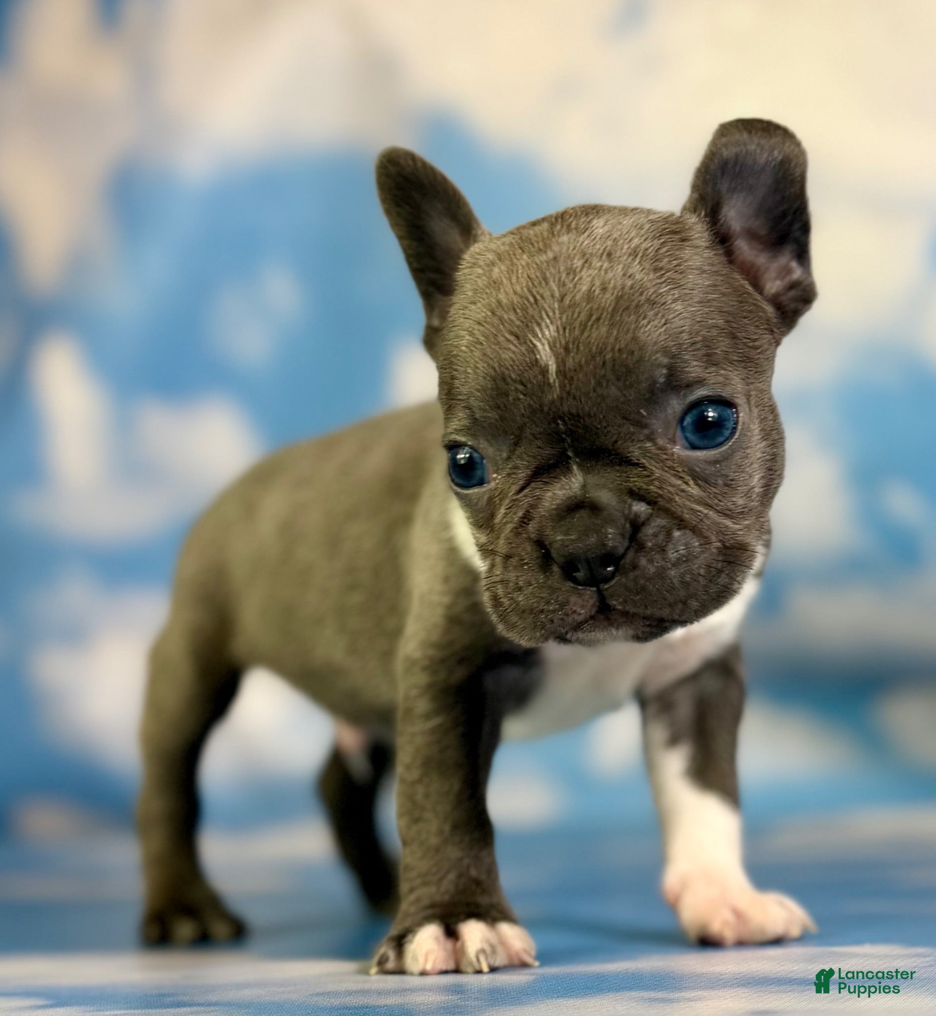 Frenchton dogs Lionel  - Ad 2