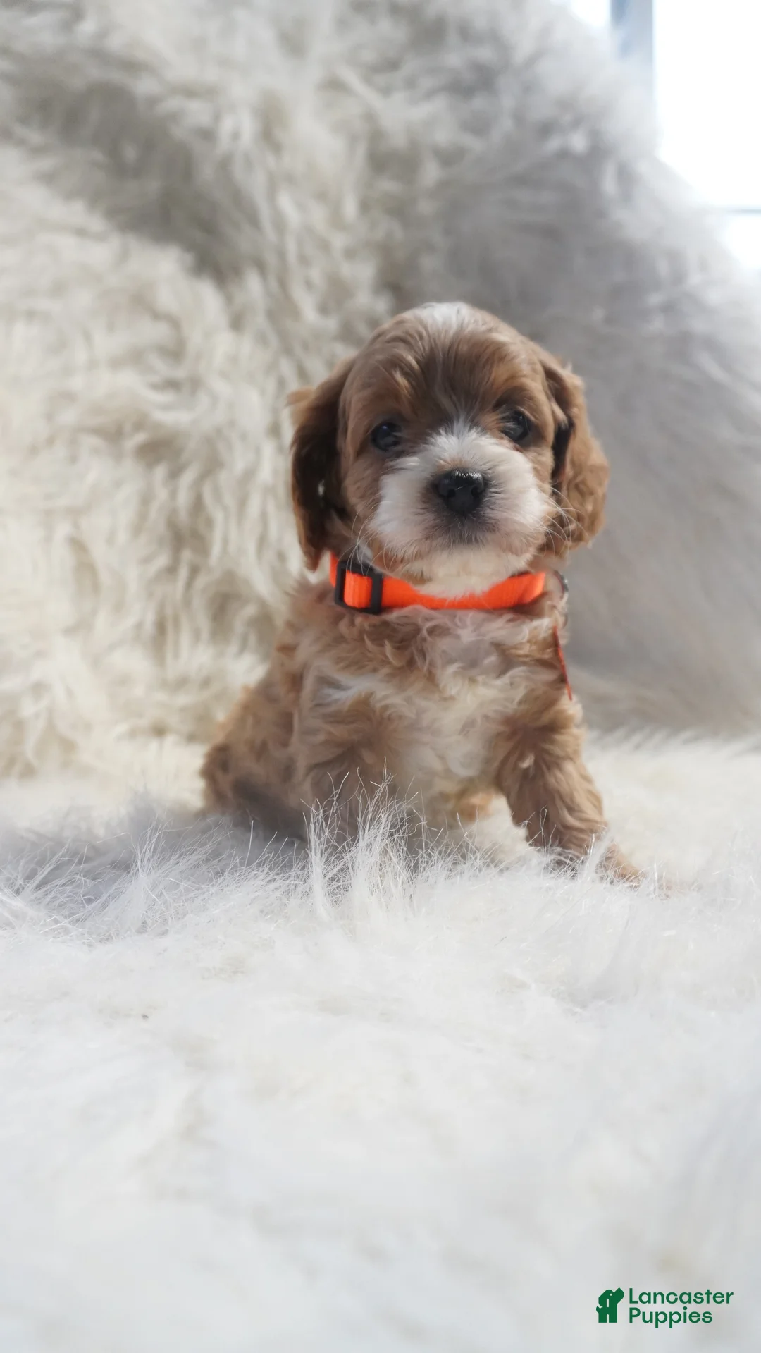 Cavapoo dogs for sale: Slider - Ad 7