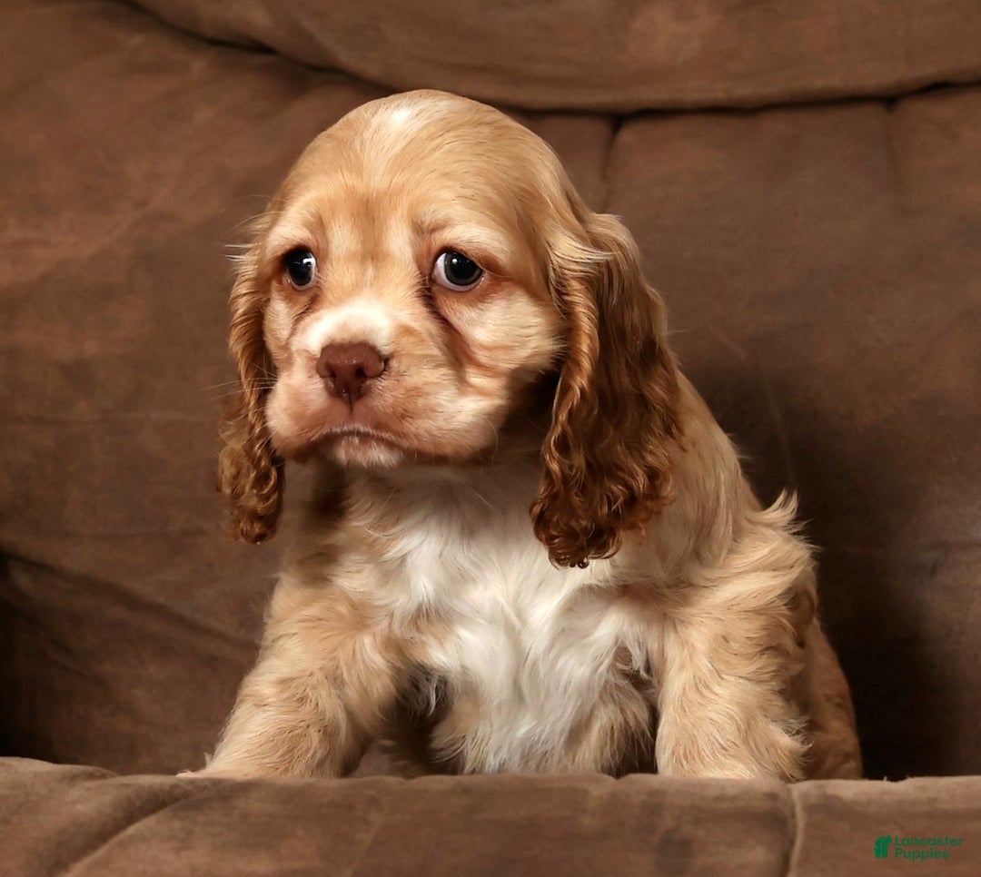 Cocker Spaniel dogs for sale: Holly - Ad 7