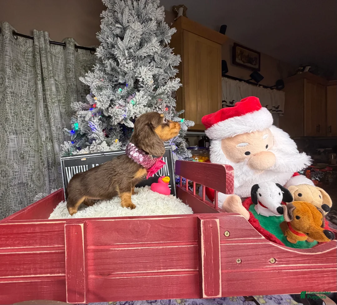 Miniature Dachshund dogs for sale: AKC Russian pra clear - Ad 70