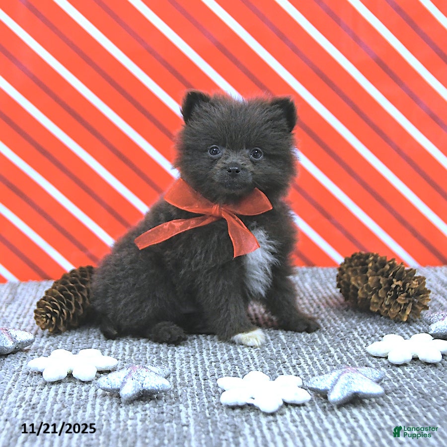 Pomeranian dogs Lincoln  - Ad 8