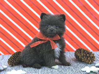 Pomeranian dogs Lincoln - Ad 31