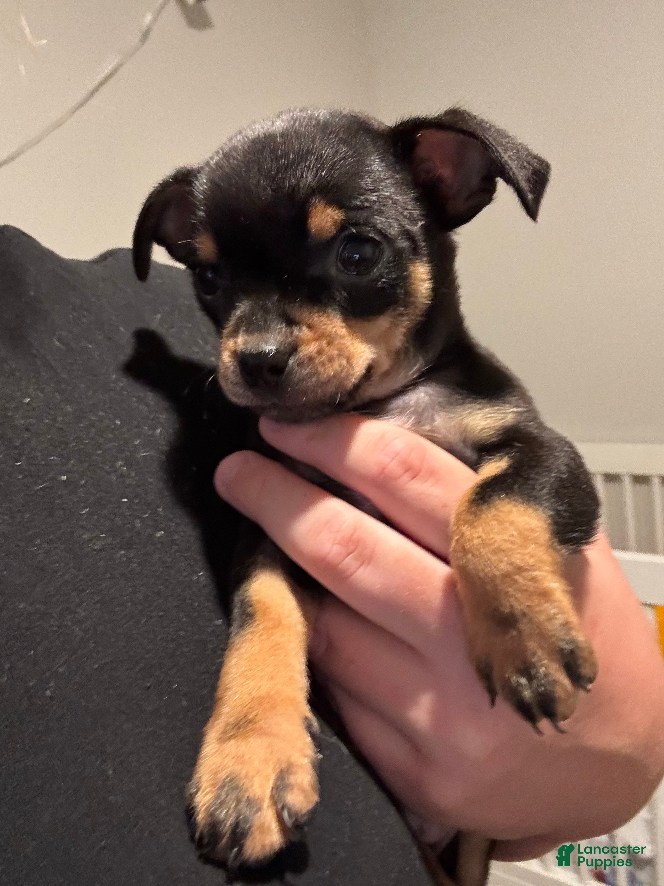 Chihuahua dogs Chihuahua Puppy 1 - Ad 27