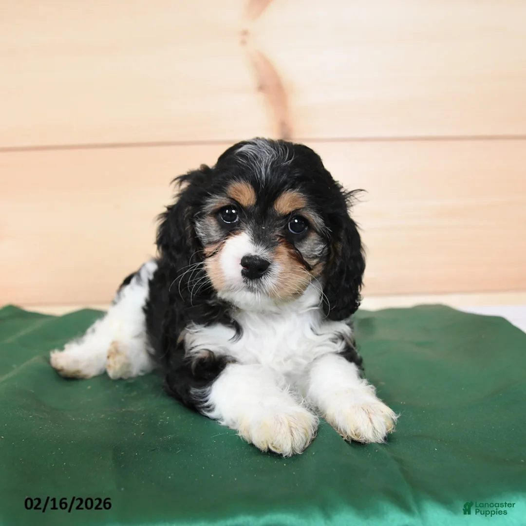 Cavapoo dogs for sale: Haley - Ad 3