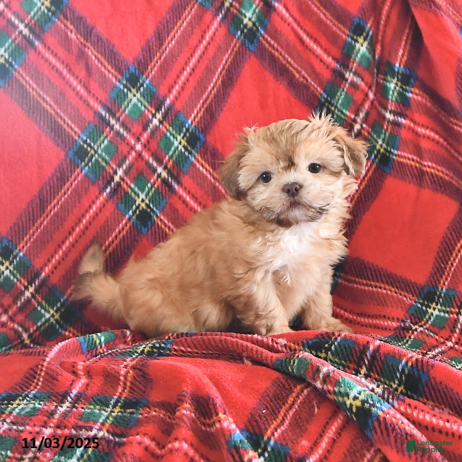 Teddy Bear dogs Rex - Ad 7