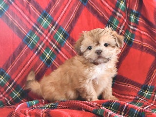 Teddy Bear dogs Rex - Ad 38