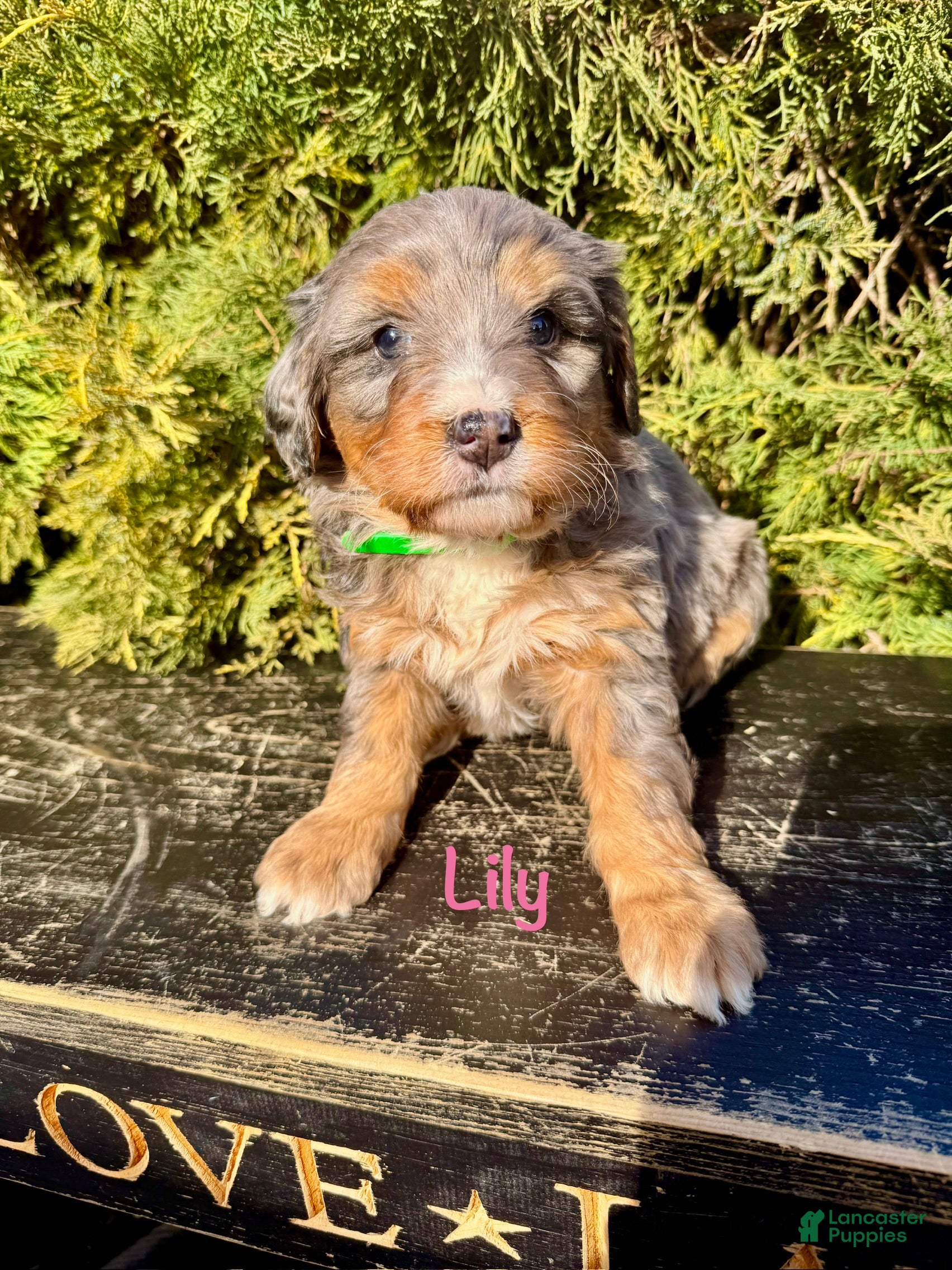 Bernedoodle dogs Lily - Ad 1