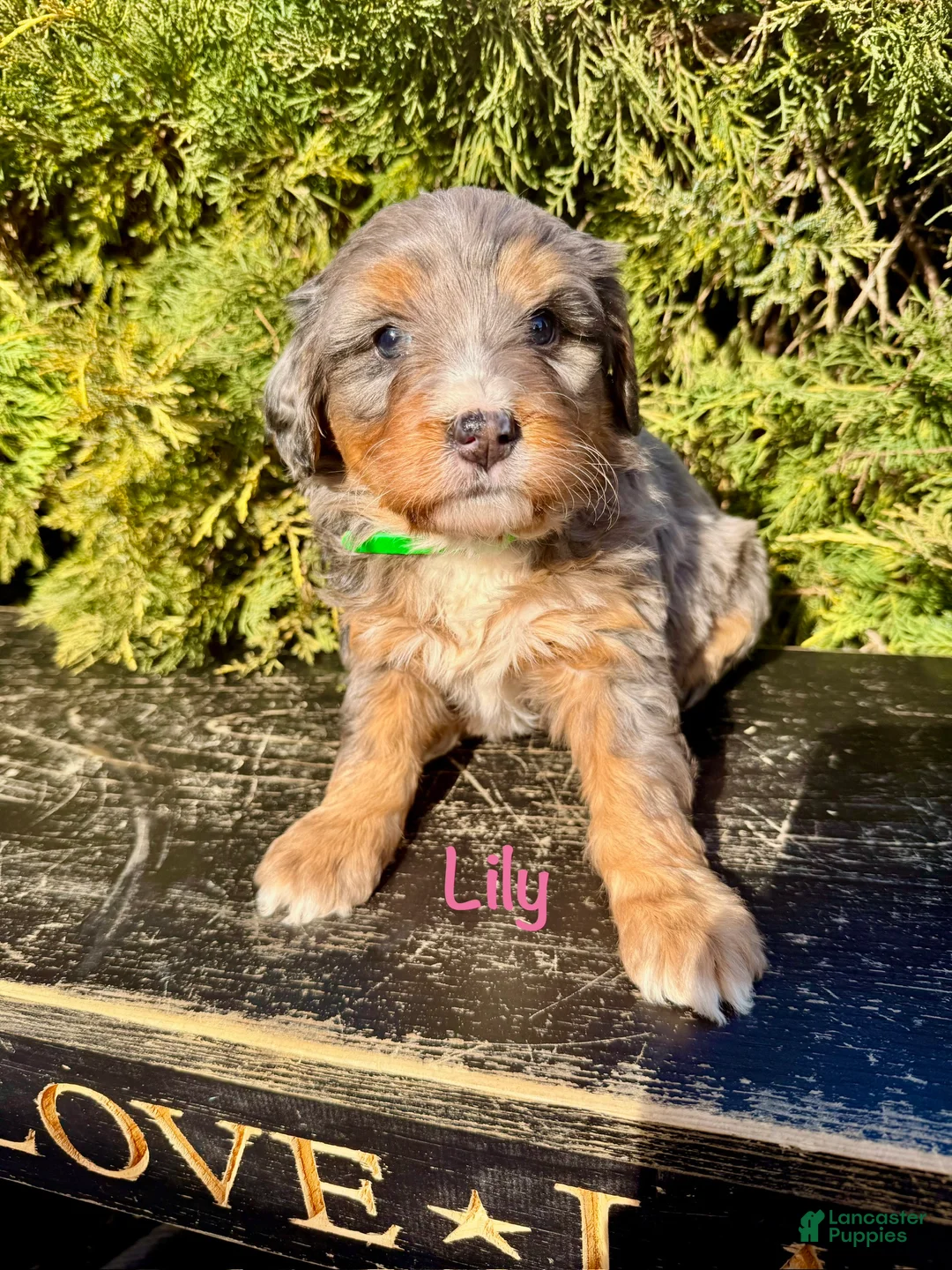 Bernedoodle dogs for sale: Lily - Ad 1