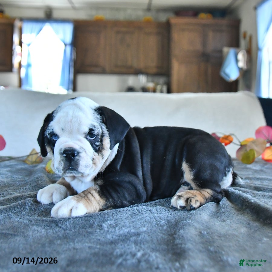 Beabull dogs Velvet - Ad 1