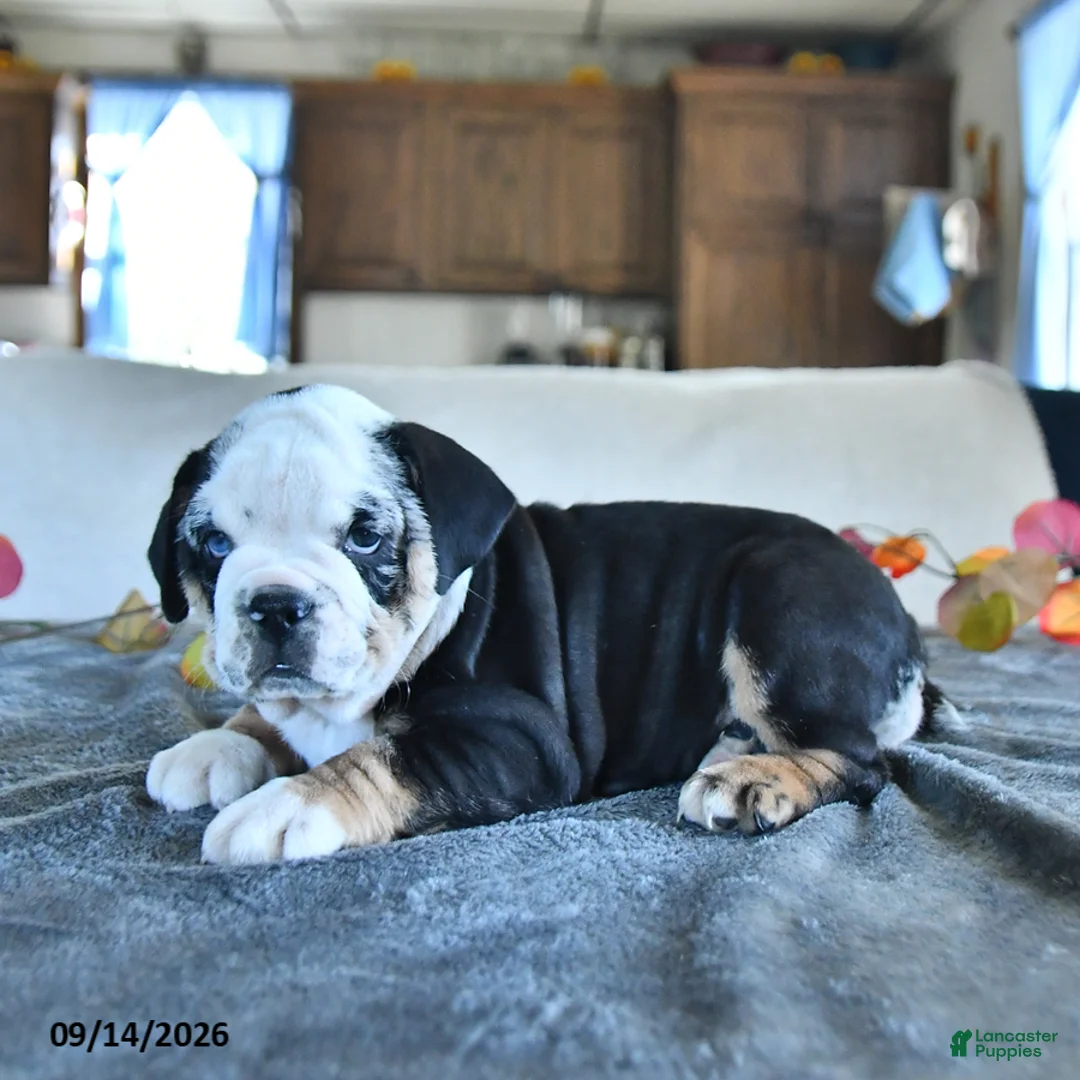 Beabull dogs for sale: Velvet - Ad 1