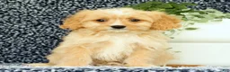 Cavapoo dogs for sale: Walker - Ad 3