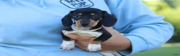 Miniature Dachshund dogs for sale: Duke - Ad 10