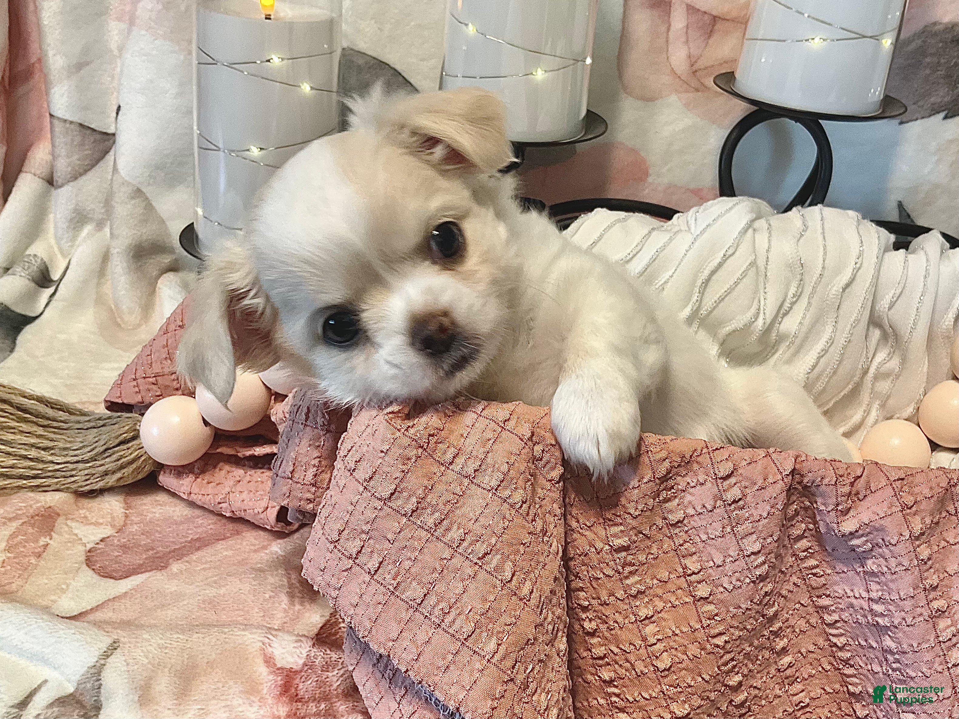 Chihuahua dogs Luna - Ad 1