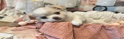 Chihuahua dogs for sale: Luna - Ad 3