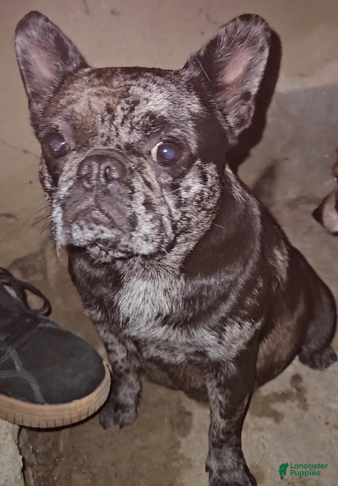 Pug dogs for sale: Pug Puppy 4 - Ad 13