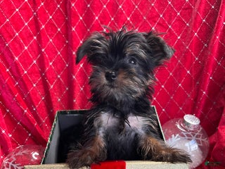 Yorkiepoo dogs Teacup Yorkie/ YorkiePin Puppy 3 - Ad 11