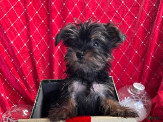 Yorkiepoo dogs Teacup Yorkie/ YorkiePin Puppy 3 - Ad 31