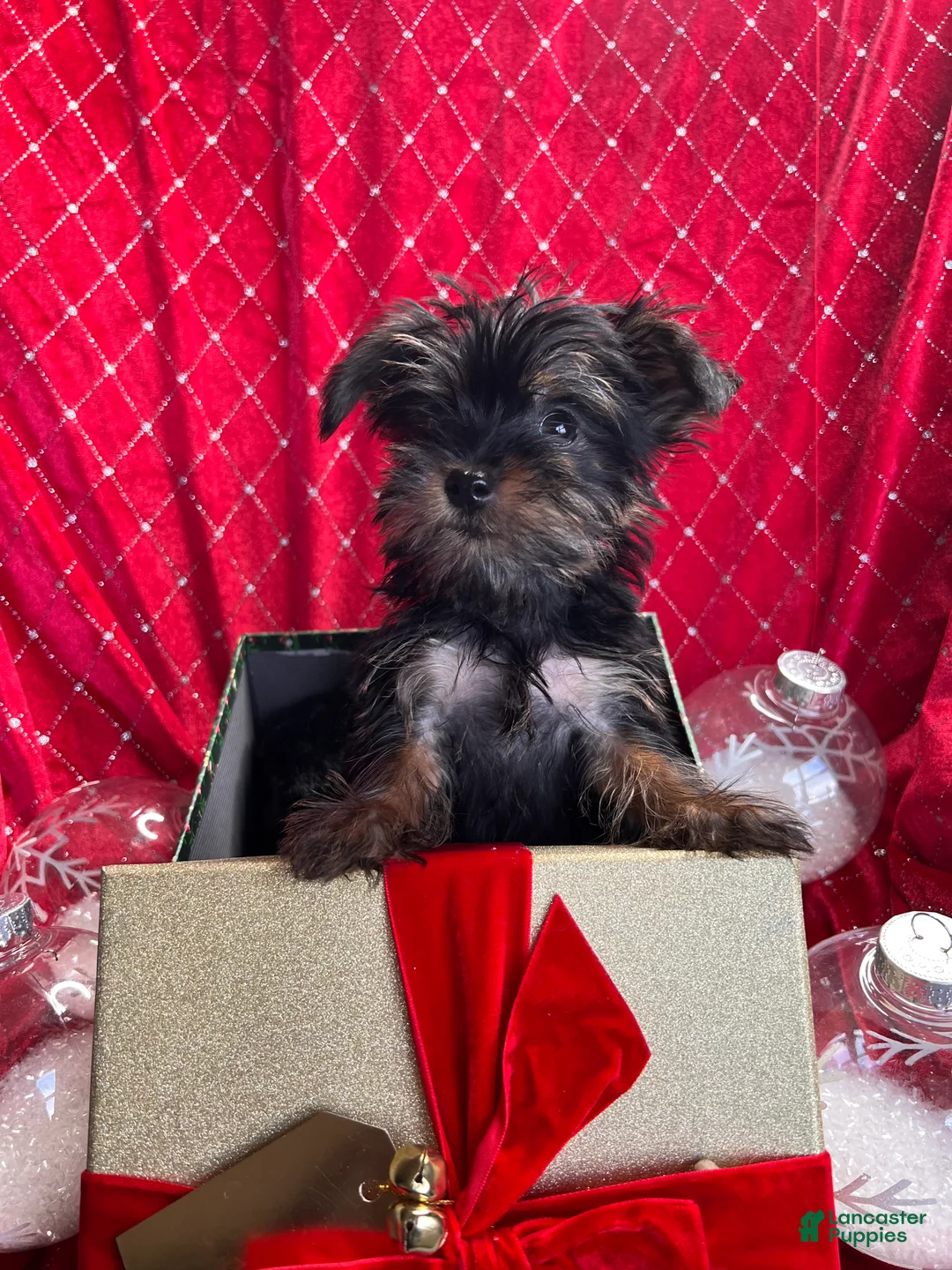 Yorkiepoo dogs for sale: Teacup Yorkie/ YorkiePin Puppy 3 - Ad 2