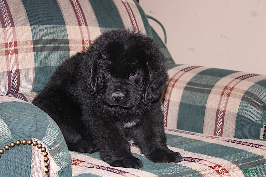 Newfoundland dogs for sale: Ch, AKC, OFA Amigo - Ad 7
