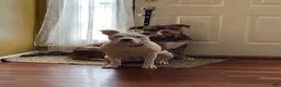 Mixed Breed dogs for sale: Brownie - Ad 7
