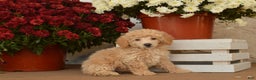 Toy Poodle dogs for sale: Teddy - Ad 1