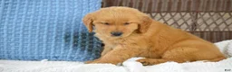 Golden Retriever dogs for sale: Ellie - Ad 5