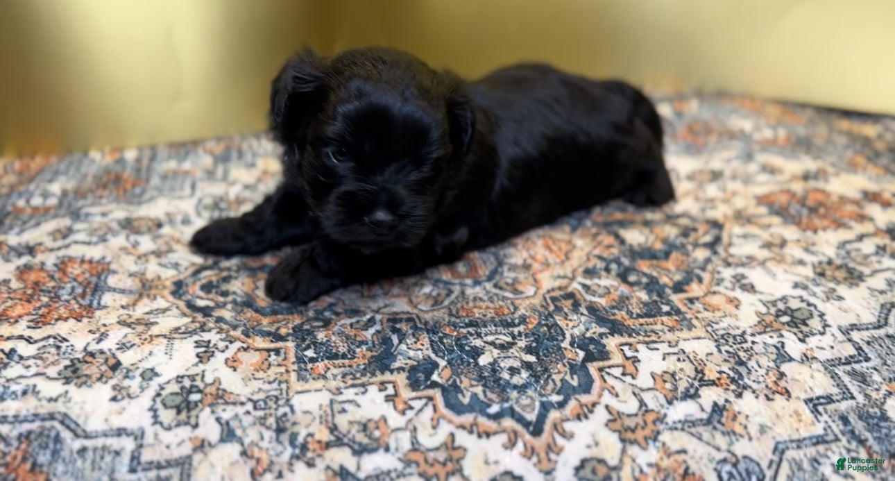 Mixed Breed dogs Queen - Ad 37