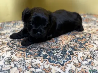 Mixed Breed dogs Queen - Ad 30