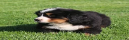 Bernese Mountain Dog dogs for sale: Jasper - Ad 3