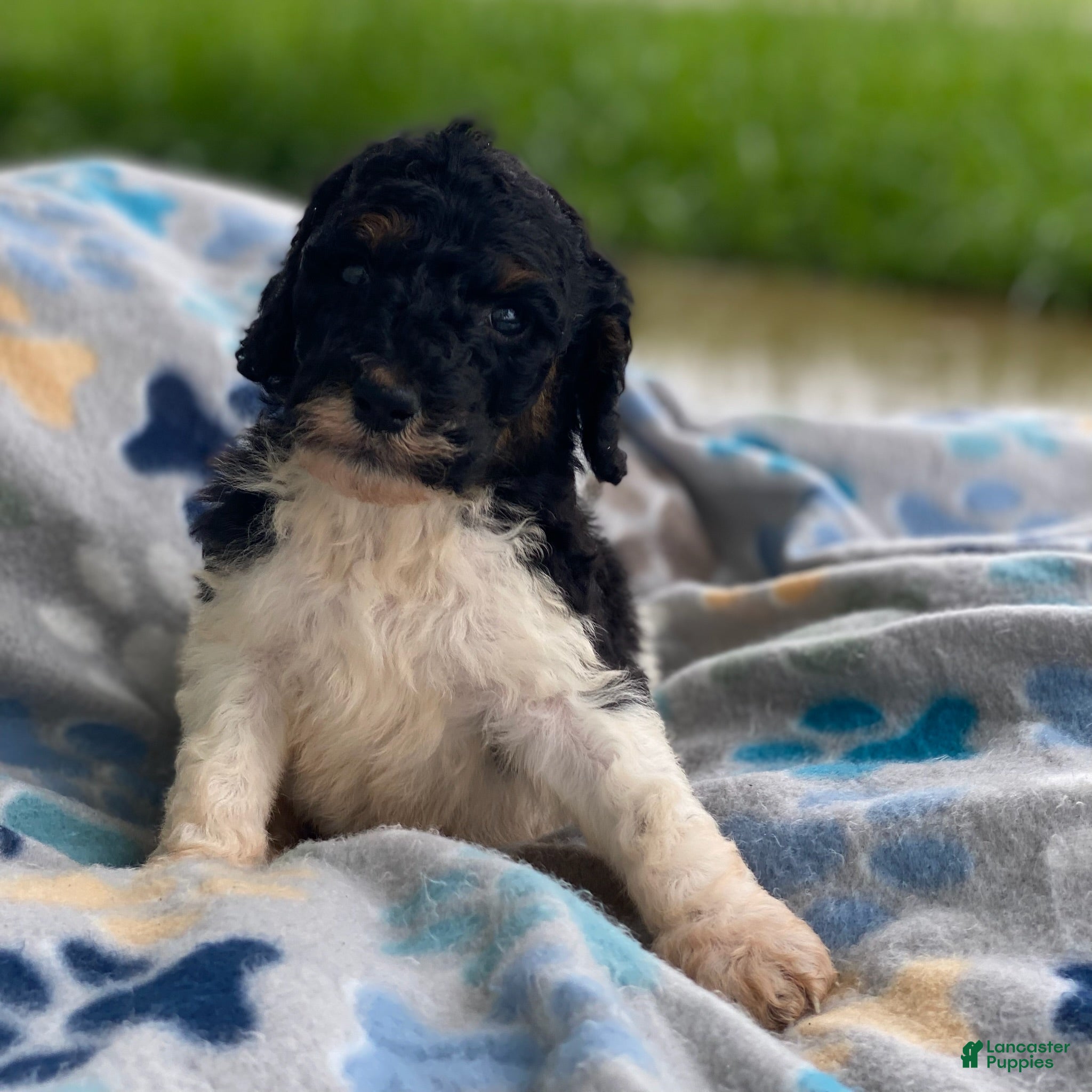 Standard Poodle dogs Trixy - Ad 23