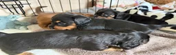Dachshund dogs for sale: Lainey - Ad 5