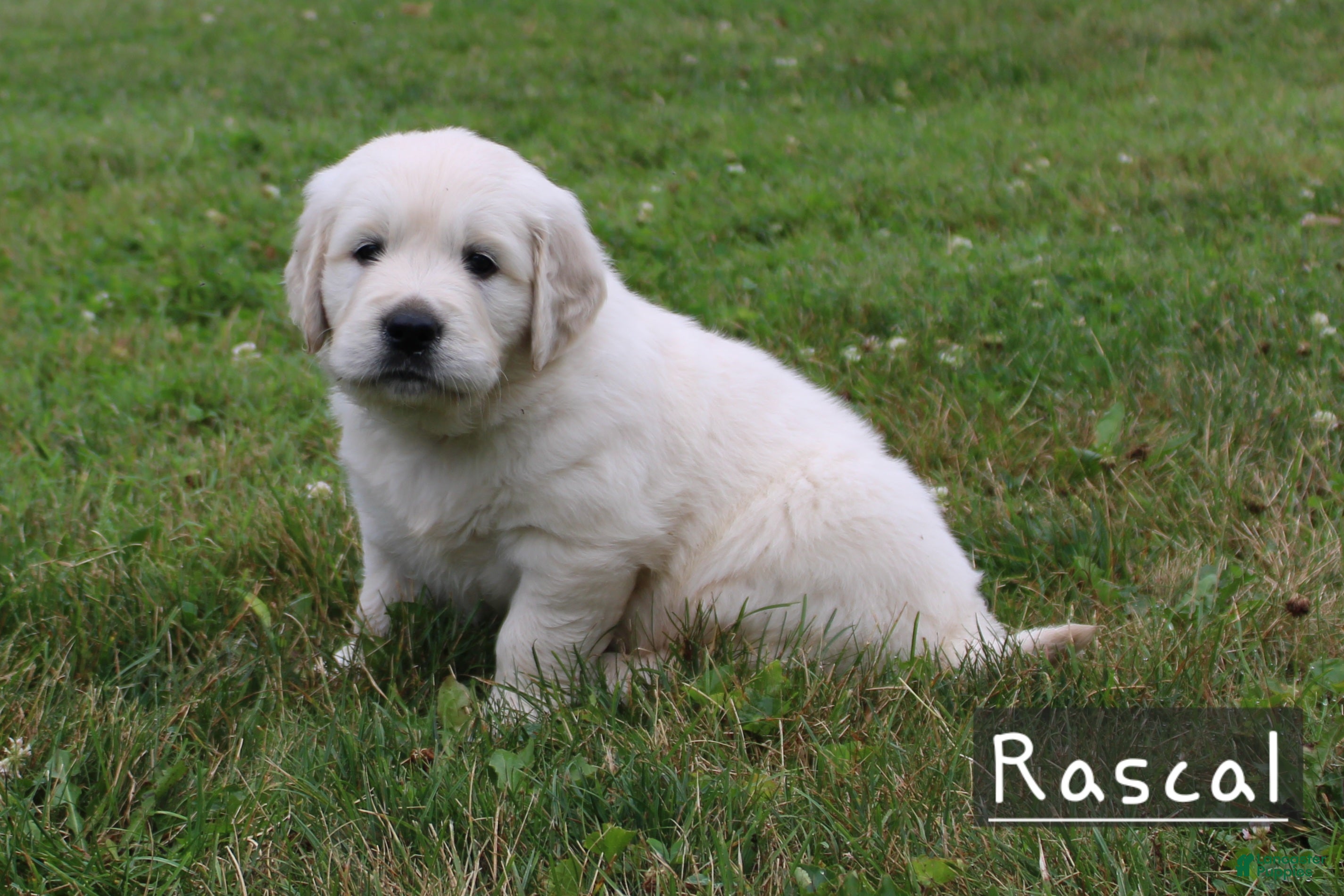 Golden Retriever dogs Rascal - Ad 2