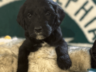 Goldendoodle dogs - Ad 11