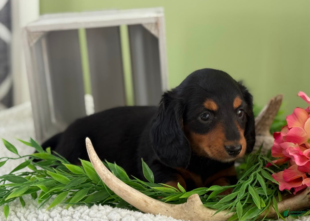 Miniature Dachshund dogs for sale: Jazzy - Ad 5