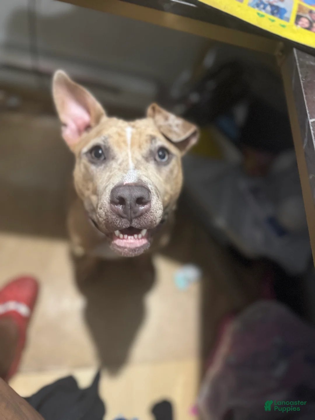 American Bully dogs for sale: American Bully Puppy 1 - Ad 4